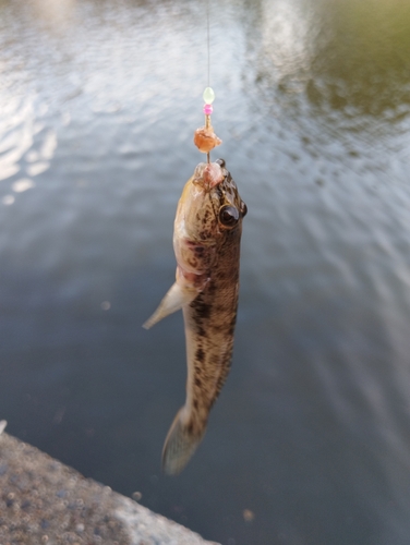 ウロハゼの釣果