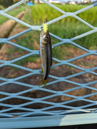 カワムツの釣果