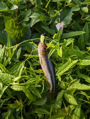 カワムツの釣果