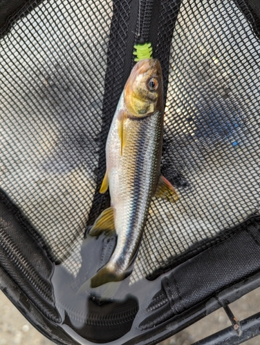 カワムツの釣果