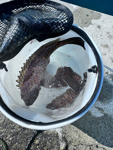 オオモンハタの釣果