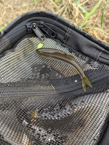 カワムツの釣果