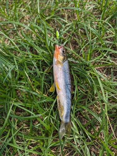 カワムツの釣果