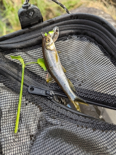 カワムツの釣果