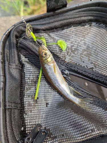 カワムツの釣果