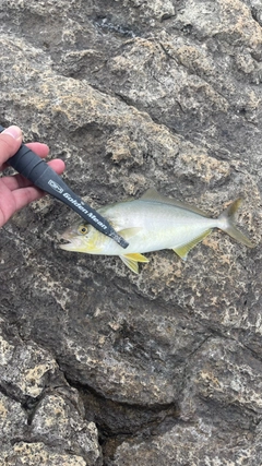 シオの釣果