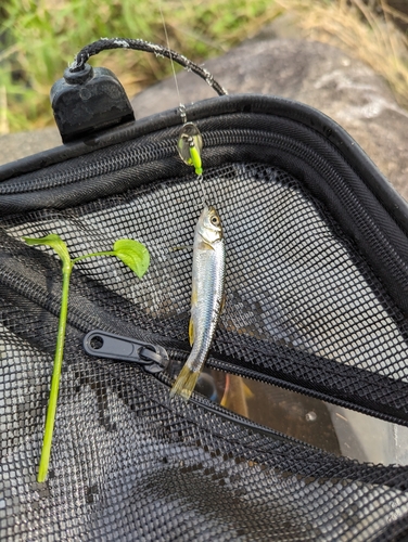 カワムツの釣果