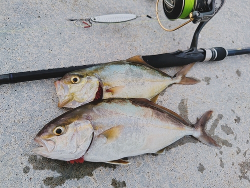 ショゴの釣果