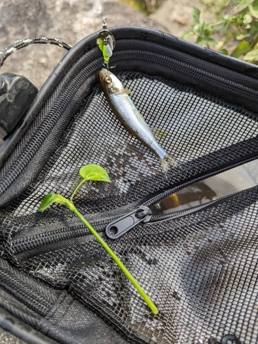 カワムツの釣果