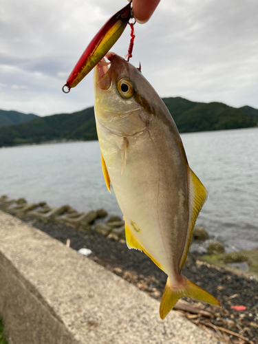 シオの釣果