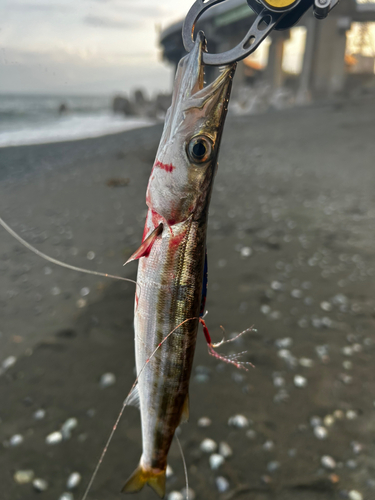 アカカマスの釣果