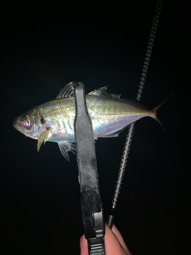 マアジの釣果