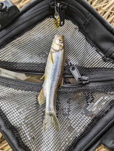 カワムツの釣果