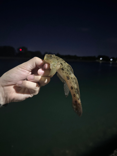 ハゼの釣果