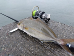 ショゴの釣果