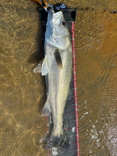 スズキの釣果