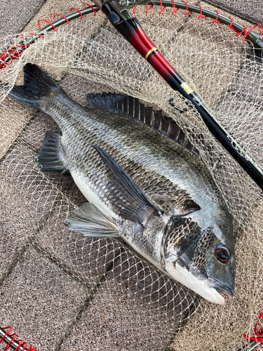 チヌの釣果