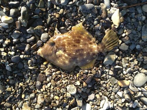 カワハギの釣果