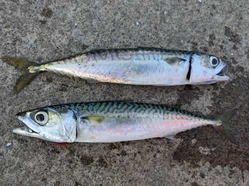 サバの釣果