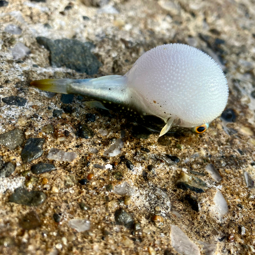 クサフグの釣果