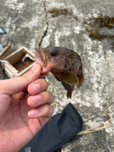 タマガンゾウビラメの釣果