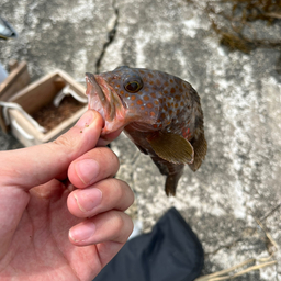 タマガンゾウビラメ