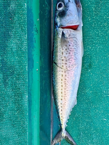 サバの釣果