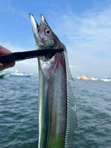 タチウオの釣果