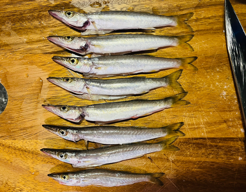 カマスの釣果