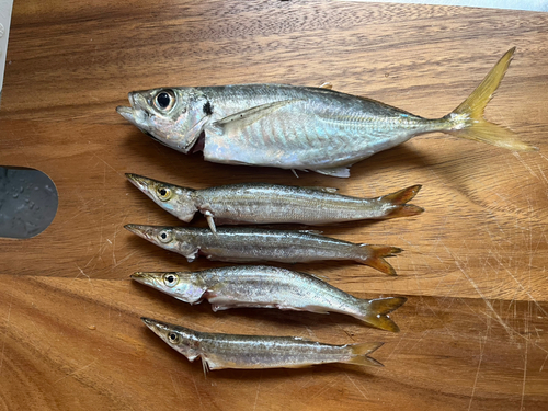 カマスの釣果