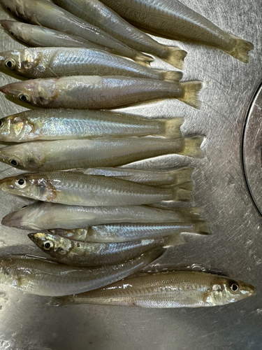 キスの釣果