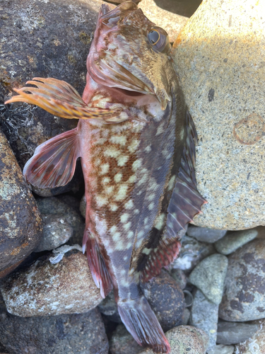 カサゴの釣果