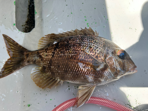 メイチダイの釣果