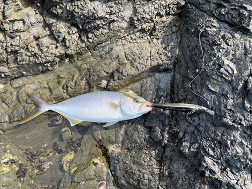 ネリゴの釣果