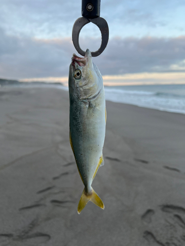 ワカシの釣果