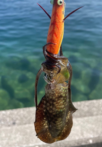 アオリイカの釣果