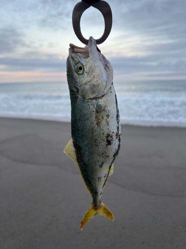 ワカシの釣果