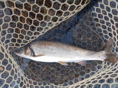 ウグイの釣果