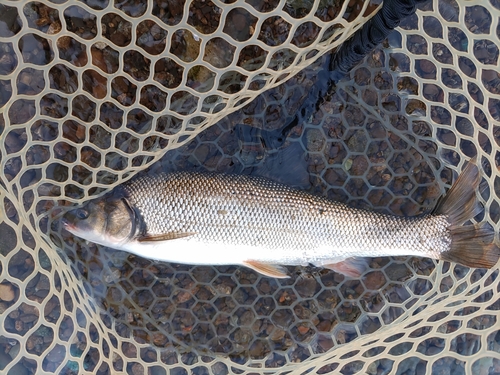 ウグイの釣果