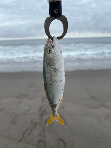 ワカシの釣果