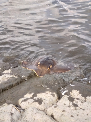 アカエイの釣果