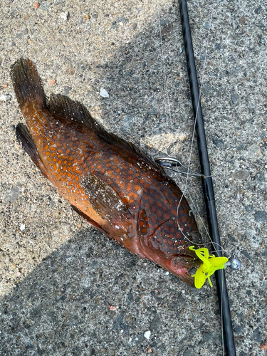 キジハタの釣果