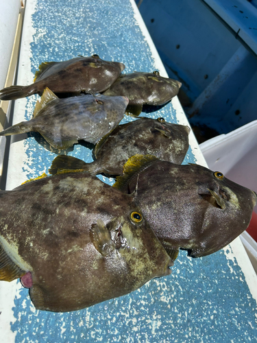 カワハギの釣果