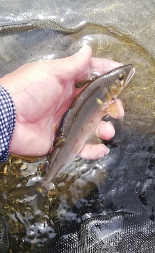 アユの釣果