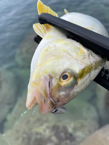 カマスの釣果