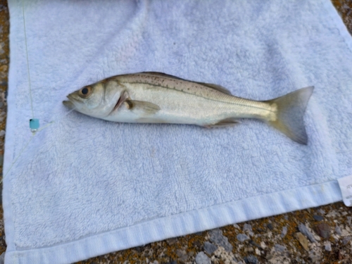 セイゴ（マルスズキ）の釣果