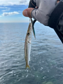 カマスの釣果