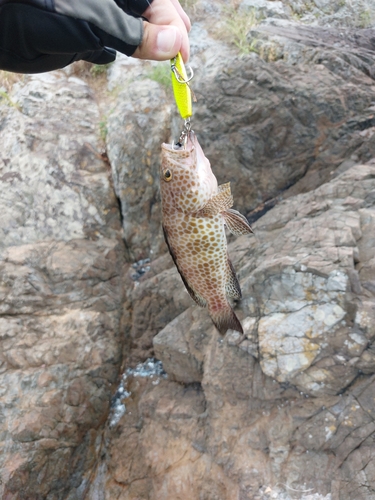 オオモンハタの釣果