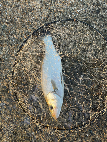 ヒラスズキの釣果