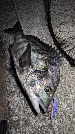 クロダイの釣果